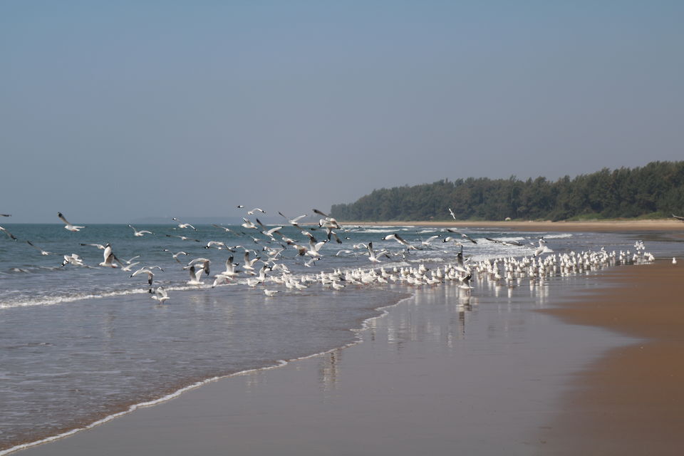 Photo of Talashil Beach, Maharashtra by Nipun Vinayak Tandel