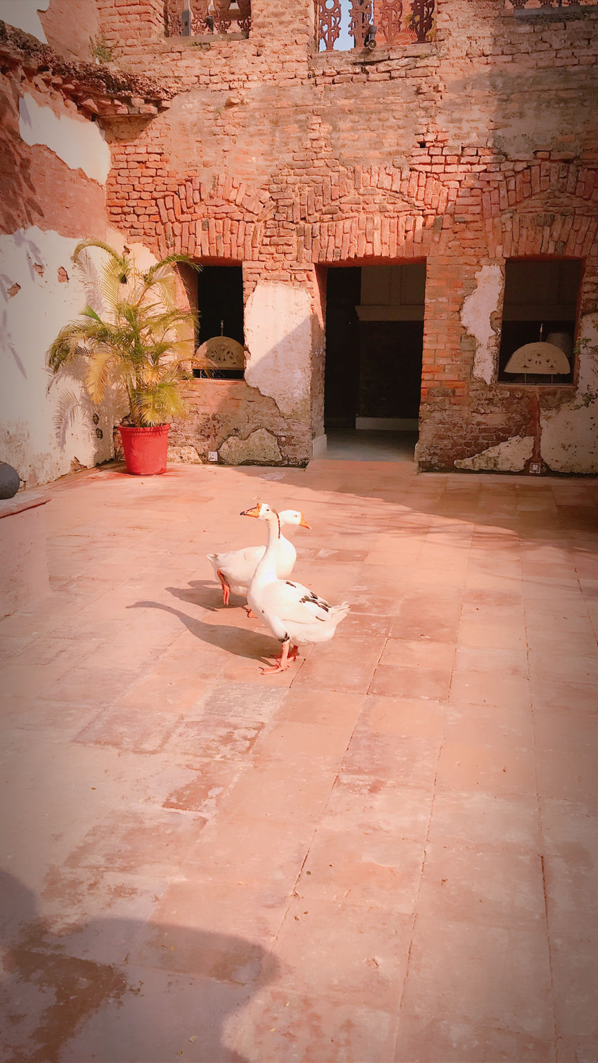 Photo of Hasnecha,Raypur by Vandana Goenka