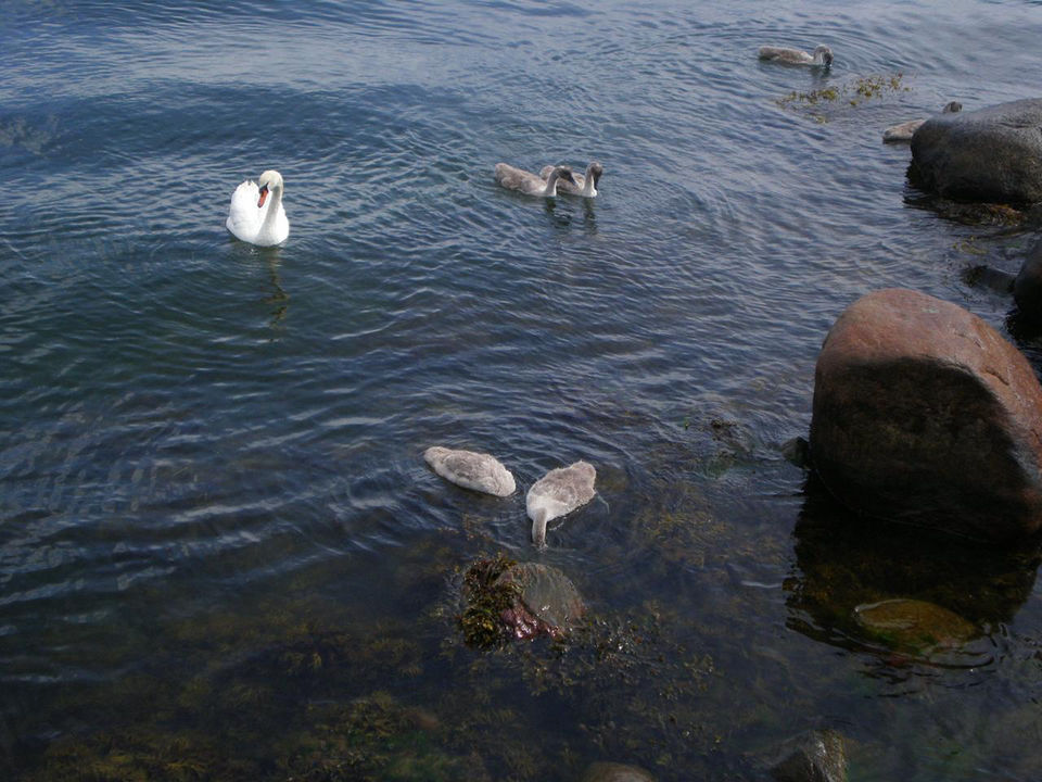 Photo of Little Mermaid, Langelinie, København Ø, Denmark by Vandana Goenka