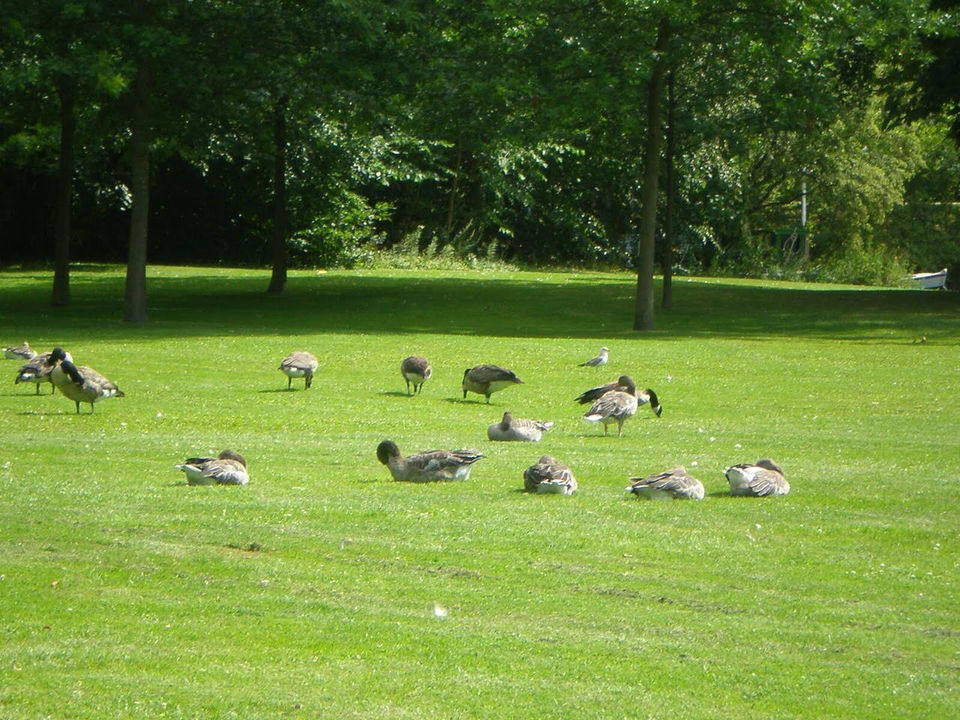 Photo of Frederiksberg Gardens, Frederiksberg, Denmark by Vandana Goenka