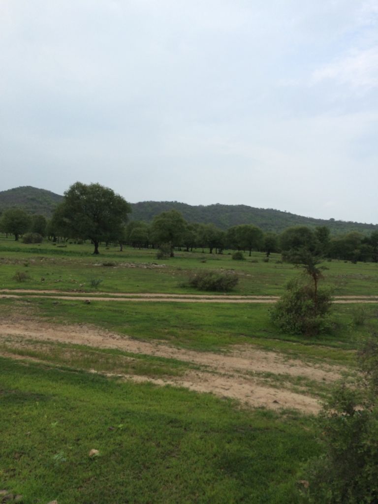 Photo of Ranthambore Tiger Reserve, Sawai Madhopur by Vandana Goenka