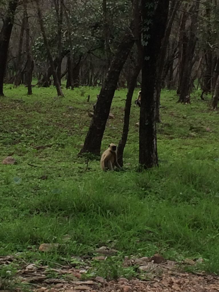 Photo of Ranthambore Tiger Reserve, Sawai Madhopur by Vandana Goenka