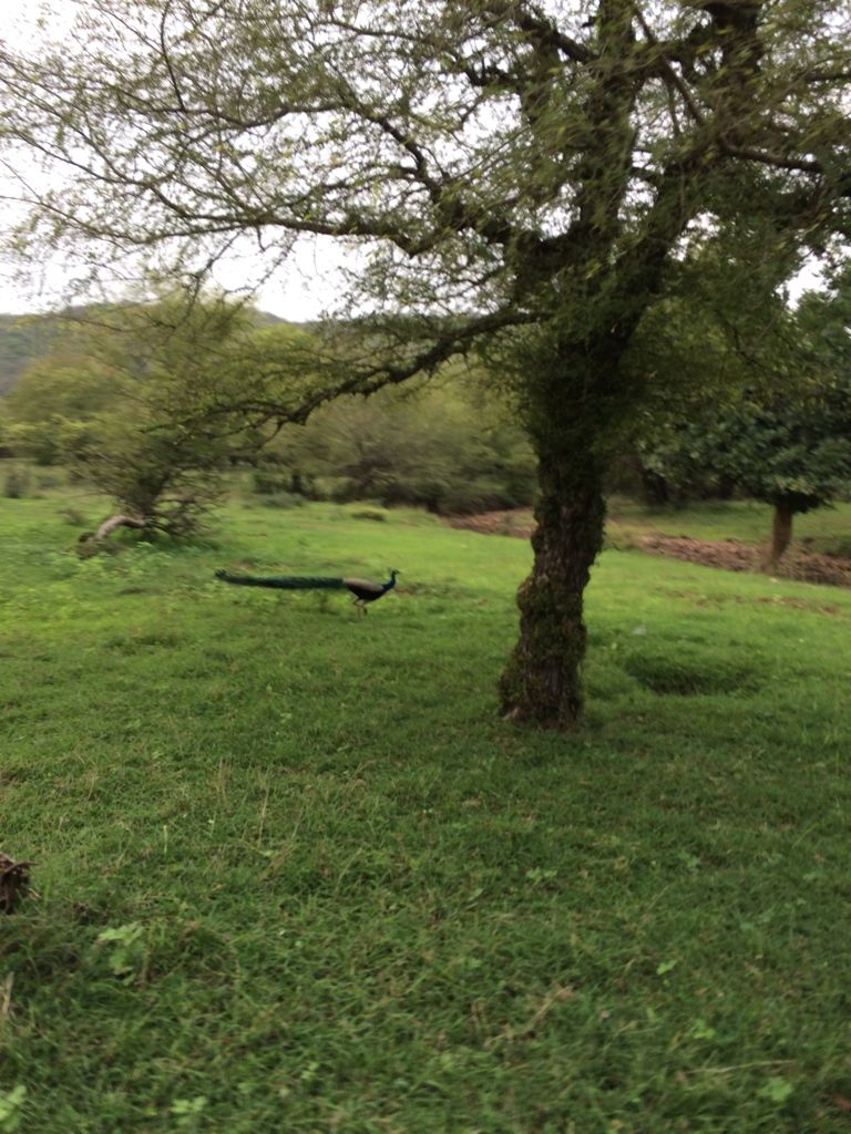 Photo of Ranthambore Tiger Reserve, Sawai Madhopur by Vandana Goenka