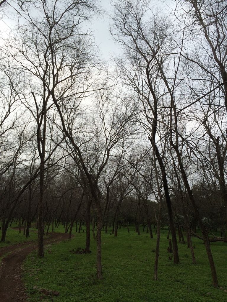 Photo of Ranthambore Tiger Reserve, Sawai Madhopur by Vandana Goenka