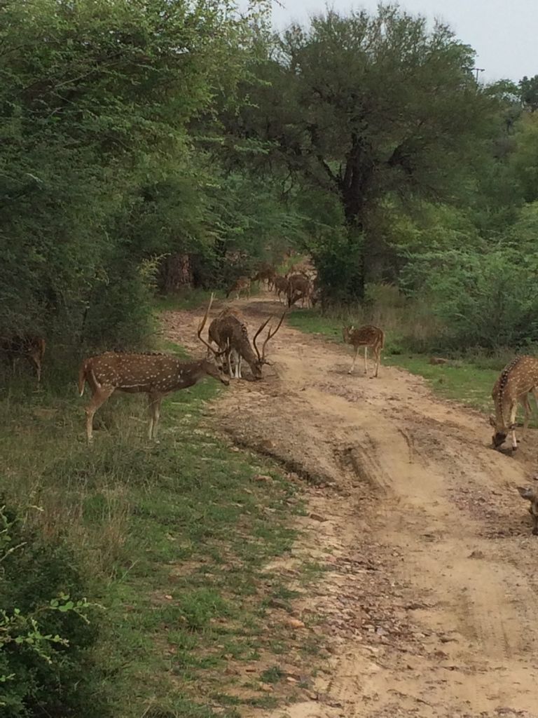 Photo of Ranthambore Tiger Reserve, Sawai Madhopur by Vandana Goenka