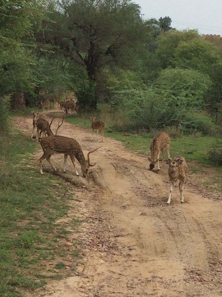 Photo of Ranthambore Tiger Reserve, Sawai Madhopur by Vandana Goenka