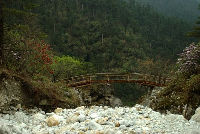 Photo of Singalila Forest, West Bengal, India by Sreshti Verma