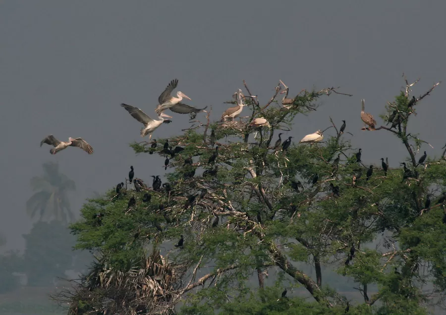 Photo of Kolleru Bird Sanctuary, Kaikaluru, Andhra Pradesh, India by Sreshti Verma