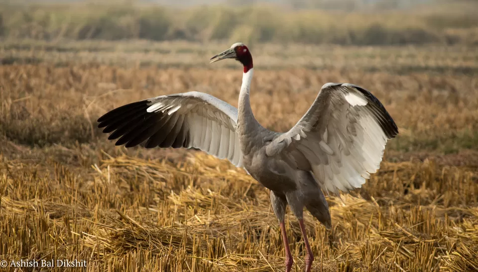 Photo of Dhanauri Wetlands, Thasrana, Uttar Pradesh, India by Sreshti Verma