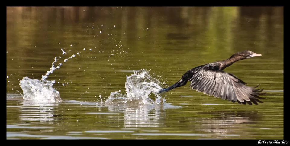 Photo of Salim Ali Bird Sanctuary, Ribandar, Goa, India by Sreshti Verma