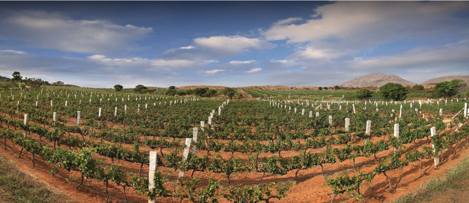 Photo of 5 Impressive Vineyards In India That Are Not Sula 1/10 by Sreshti Verma