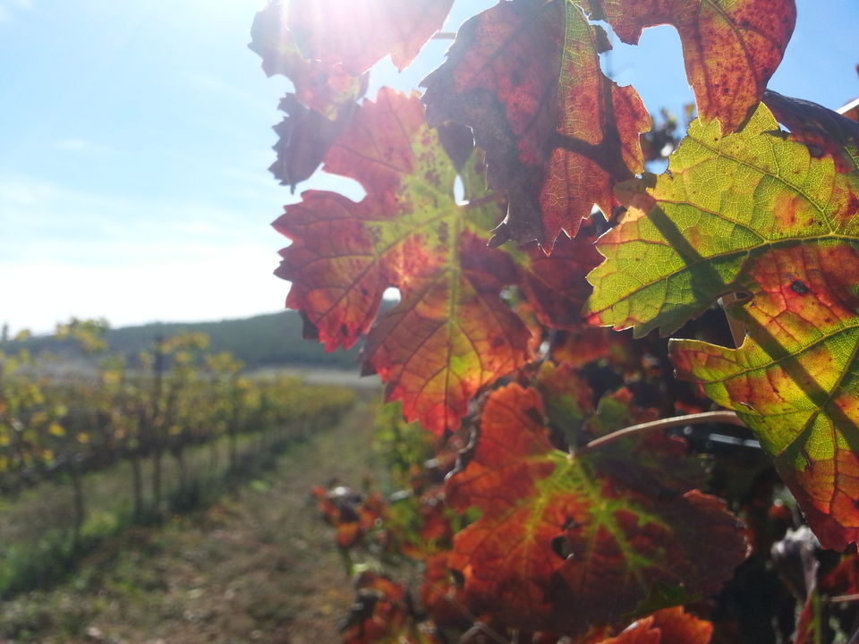 Photo of 5 Impressive Vineyards In India That Are Not Sula 5/10 by Sreshti Verma