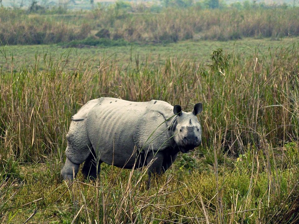 Photo of Assam Is Getting Its Own 'Palace On Wheels' And People Can't Wait To Book It 2/3 by Sreshti Verma