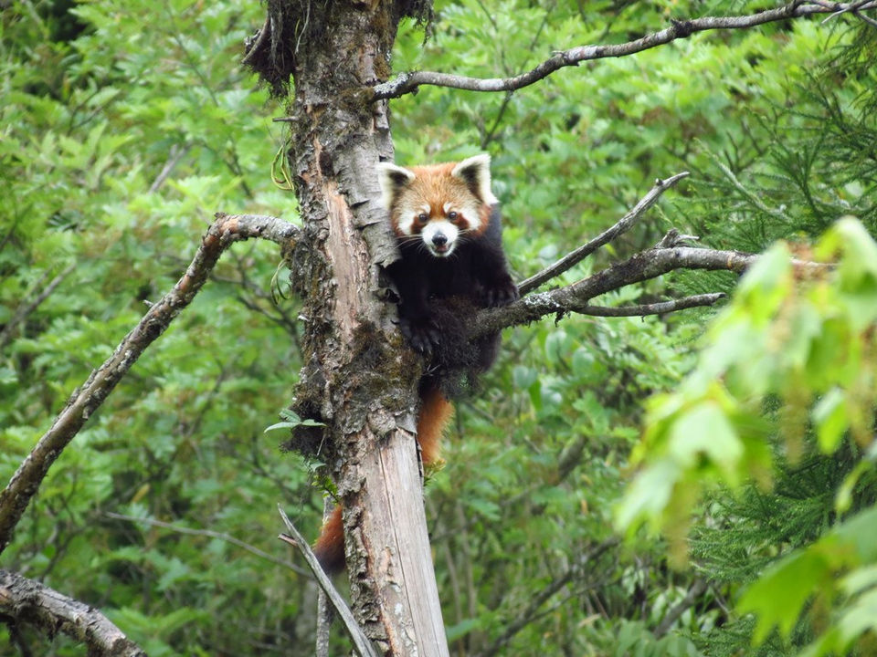 Photo of Neora Valley National Park, Darjeeling, West Bengal, India by Sreshti Verma