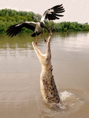 Photo of Bhitarkanika Mangroves in Odisha are Visited By A Million Turtles Every Year by Sreshti Verma