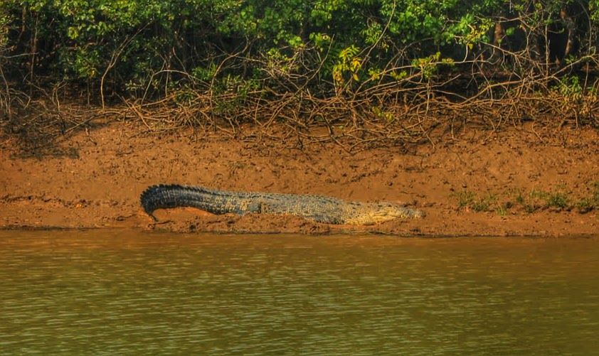 Photo of Bhitarkanika Mangroves in Odisha are Visited By A Million Turtles Every Year by Sreshti Verma