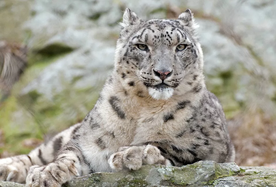 Photo of The Pin Valley National Park: Your Guide To Exploring The Land Of Snow Leopards by Sreshti Verma