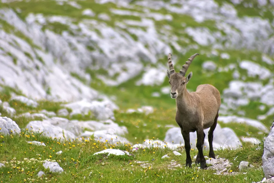 Photo of The Pin Valley National Park: Your Guide To Exploring The Land Of Snow Leopards by Sreshti Verma