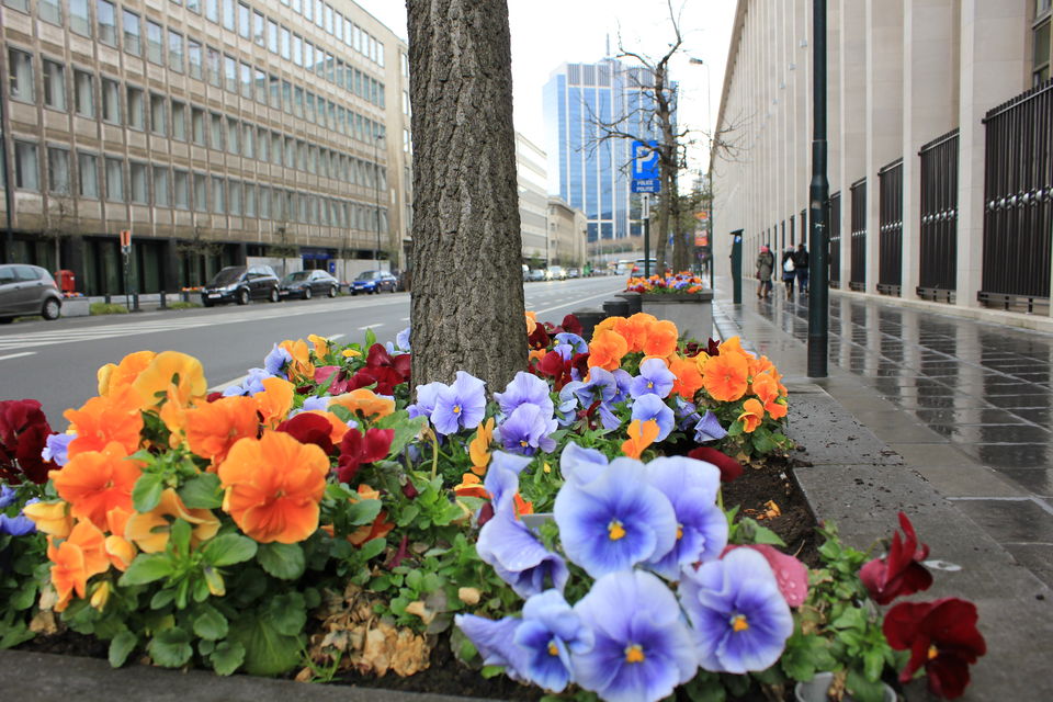 Photo of In the hometown of Tintin 6/44 by Amit