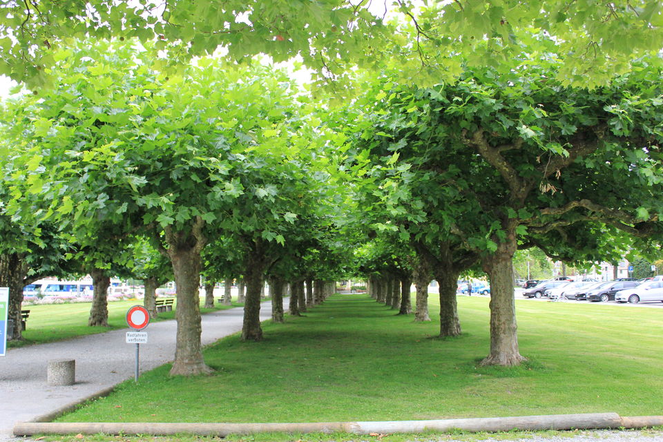 Photo of Biking Bodensee Circuit (Thurgau Cantonment) 28/70 by Amit