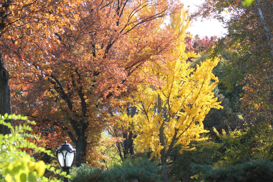 Photo of Fall foliage of New England 53/62 by Amit