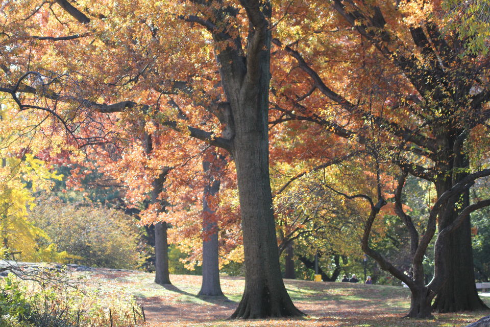 Photo of Fall foliage of New England 55/62 by Amit