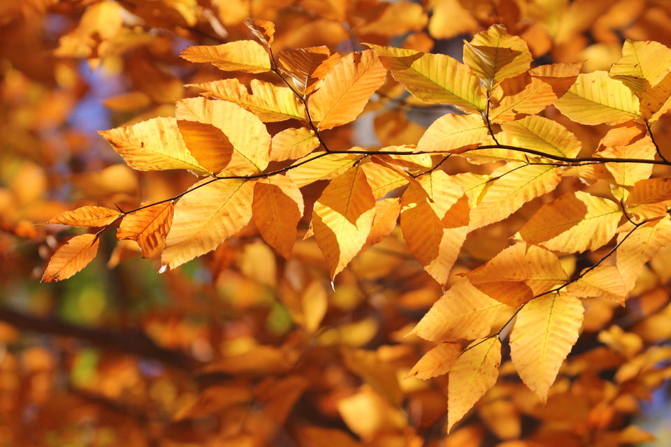 Photo of Fall foliage of New England 56/62 by Amit