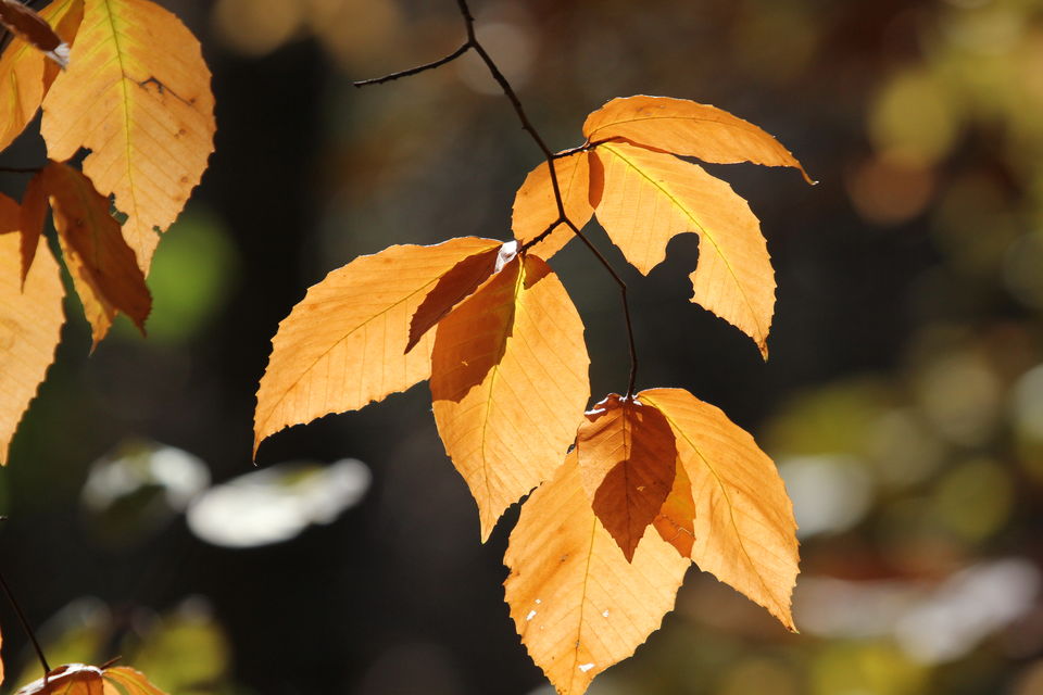 Photo of Fall foliage of New England 57/62 by Amit
