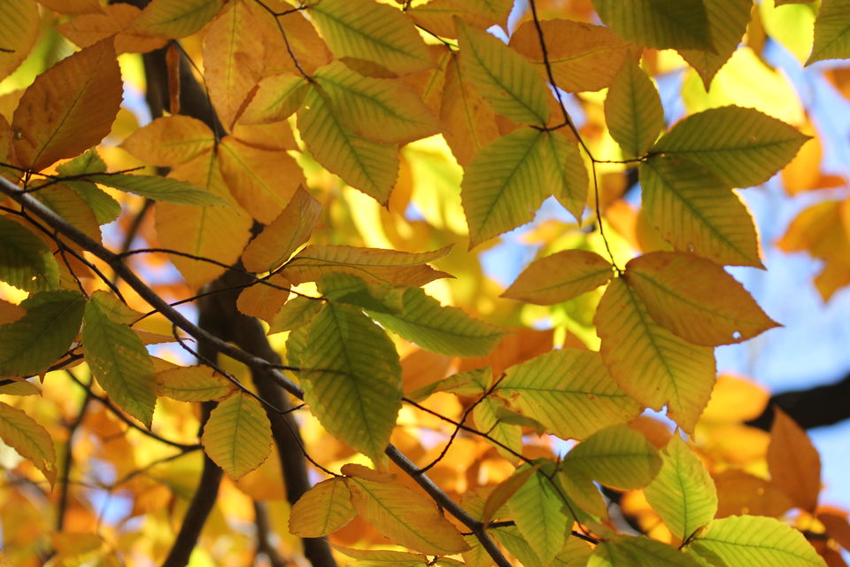 Photo of Fall foliage of New England 58/62 by Amit