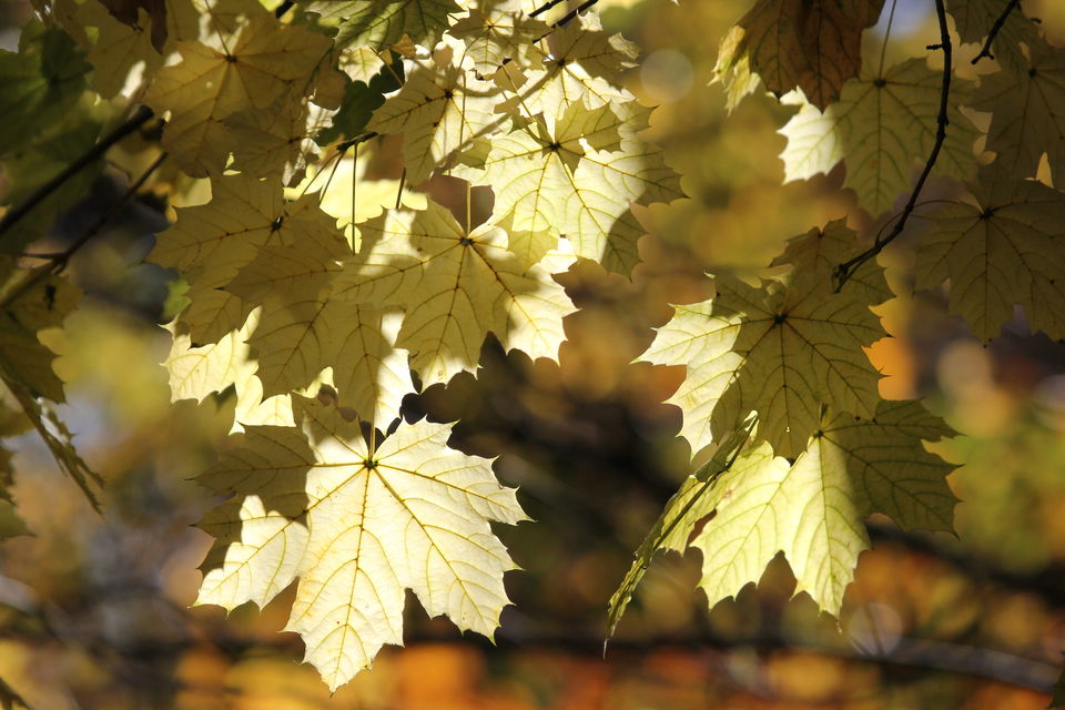 Photo of Fall foliage of New England 59/62 by Amit