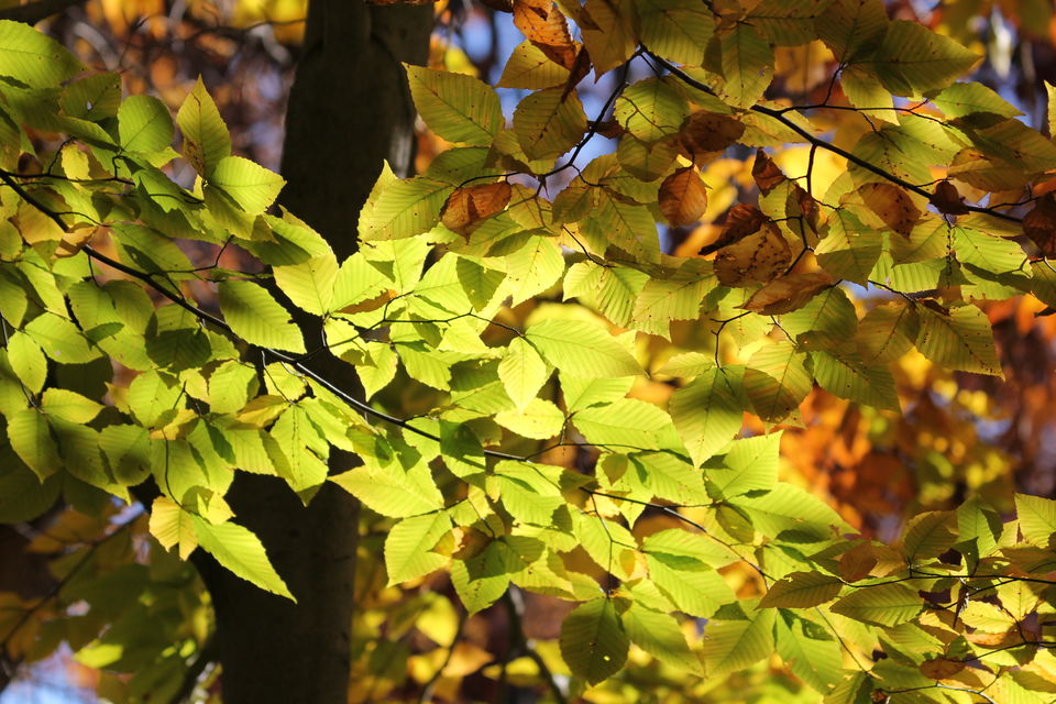 Photo of Fall foliage of New England 60/62 by Amit