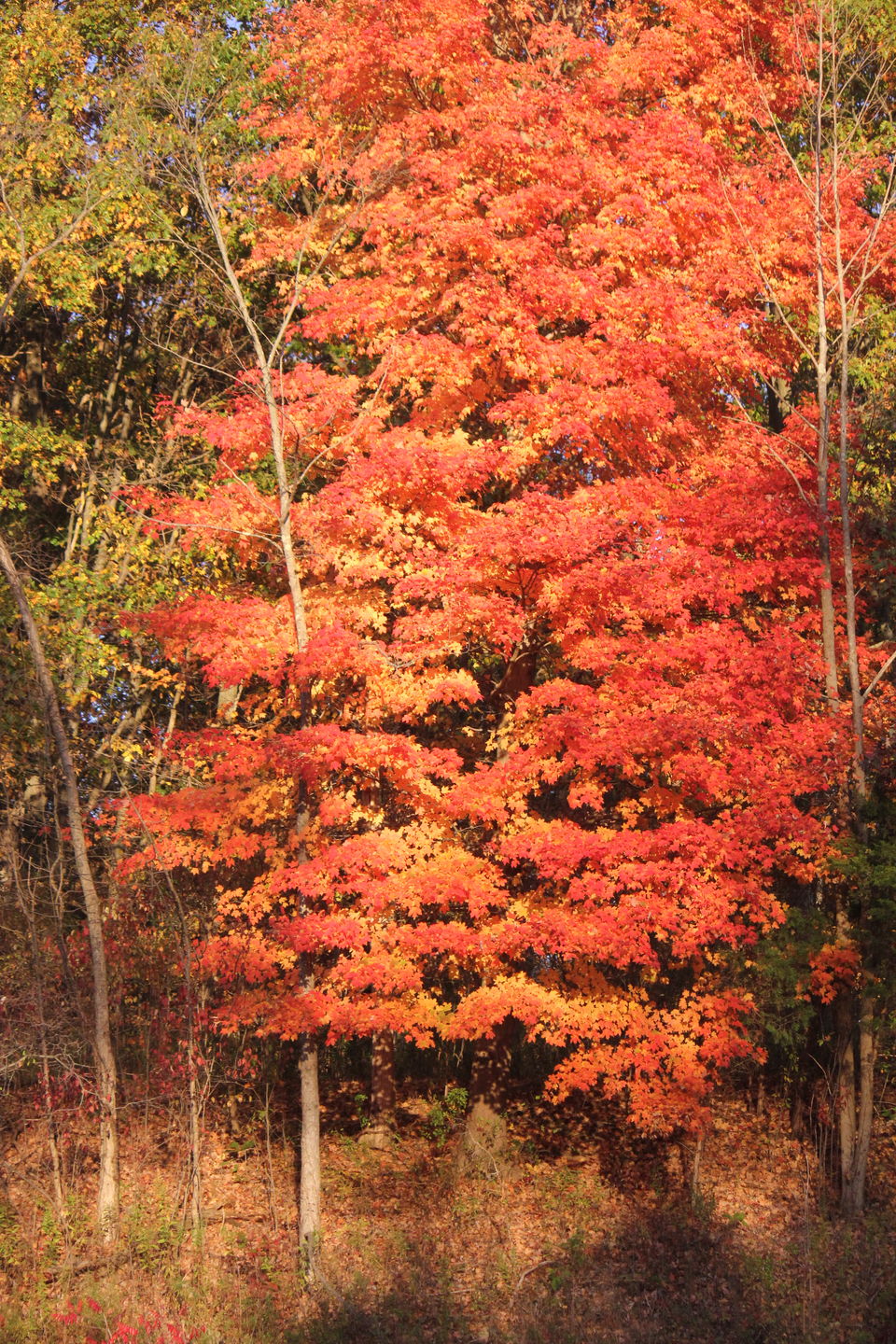 Photo of Fall foliage of New England 62/62 by Amit