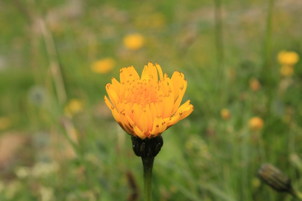 Photo of Unplanned trip to Heidiland 40/43 by Amit