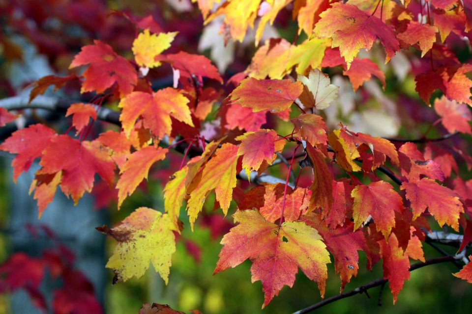 Fall foliage of New England Tripoto