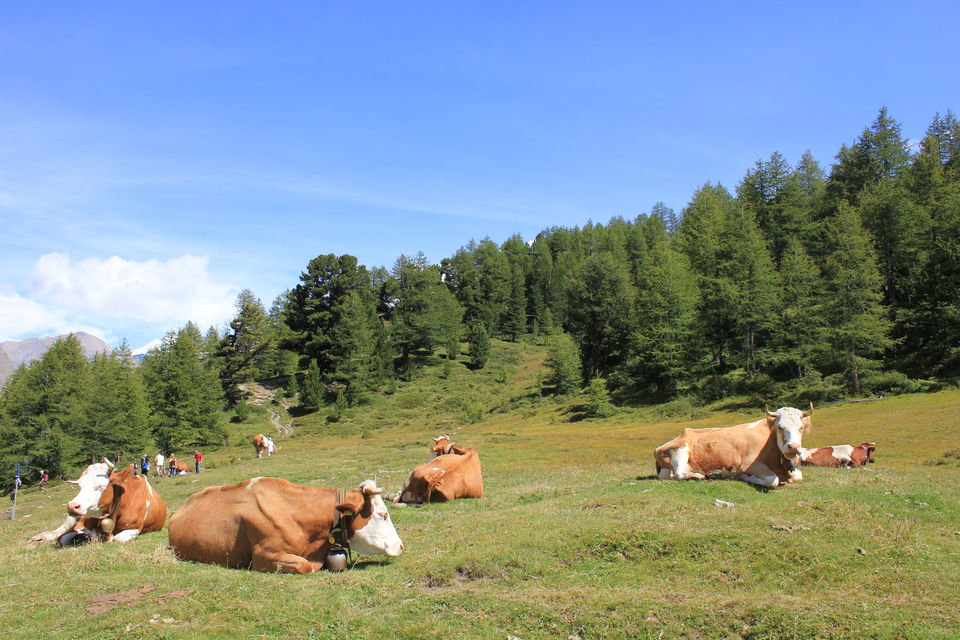 Photo of Paradise of Valais Alps 85/109 by Amit
