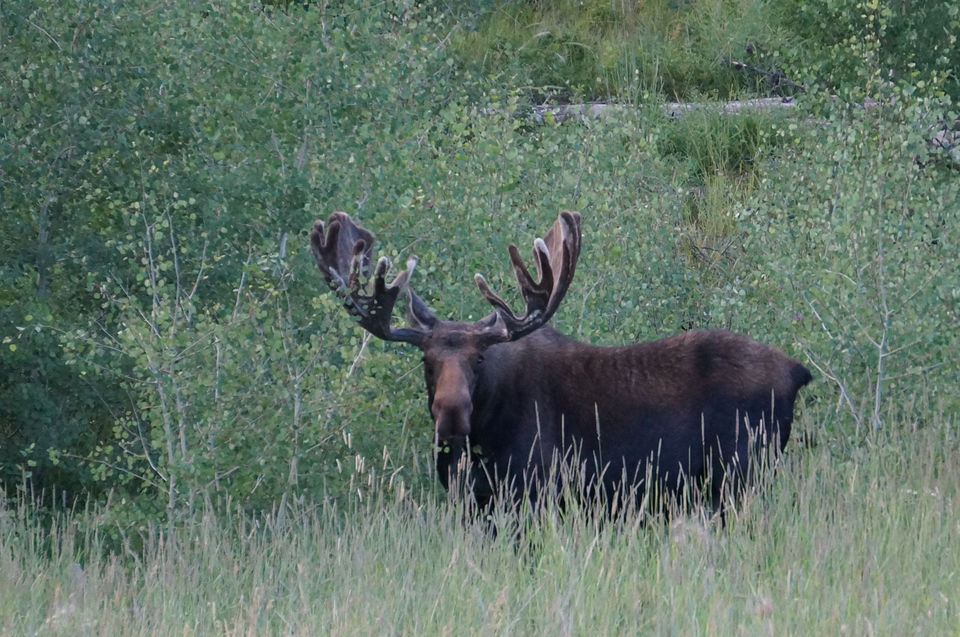 Photo of Rocky Mountain National Park, Colorado 7/8 by Mark-Anthony Villaflor
