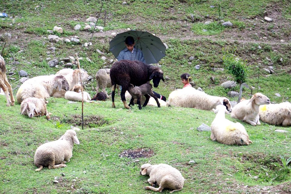 Photo of Kashmir: Jannat-e-Jahan 3/22 by Nabanita Roy