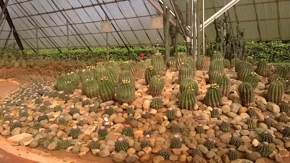 Photo of Ekamra Kanan Botanical Gardens, RPRC Botanical Gardens, Bhubaneshwar, Odisha 751015, India by Krittika Walia