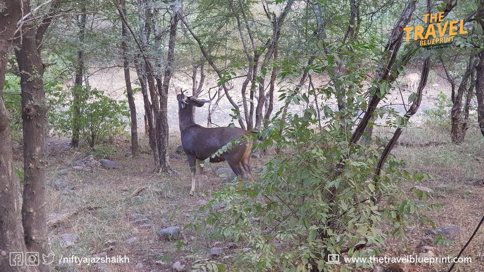 Photo of Weekend Getaway: Ranthambore National Park | Ranthambore Safari by The Travel Blueprint