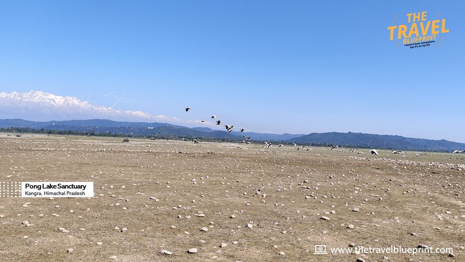 Photo of Pong Dam Lake, Himachal Pradesh by The Travel Blueprint