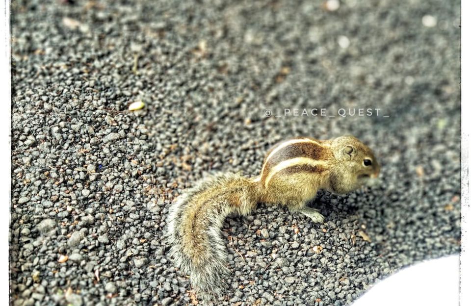 Photo of Lalbagh Botanical Garden, Mavalli, Bengaluru, Karnataka, India by Ami Anant