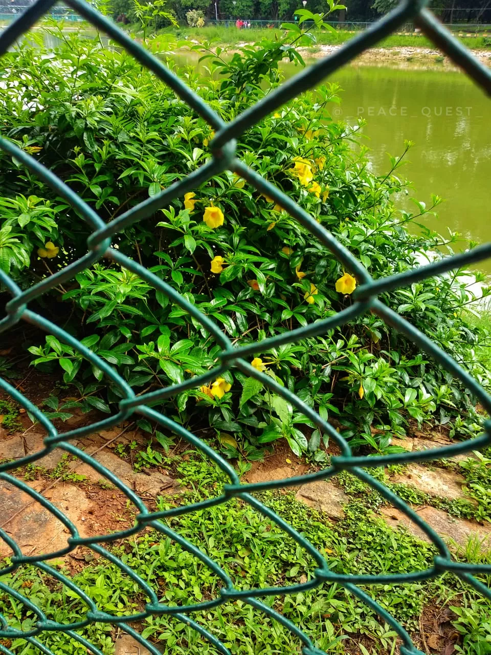 Photo of Lalbagh Botanical Garden, Mavalli, Bengaluru, Karnataka, India by Nisha Goswami