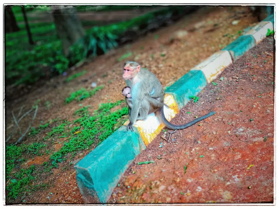 Photo of Lalbagh Botanical Garden, Mavalli, Bengaluru, Karnataka, India by Nisha Goswami