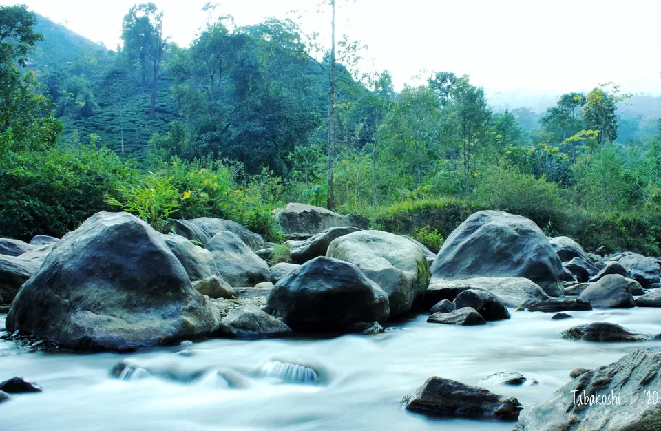 Photo of Tabakoshi Homestays, Mangarjung Tea Garden, West Bengal, India by Arin Goswami