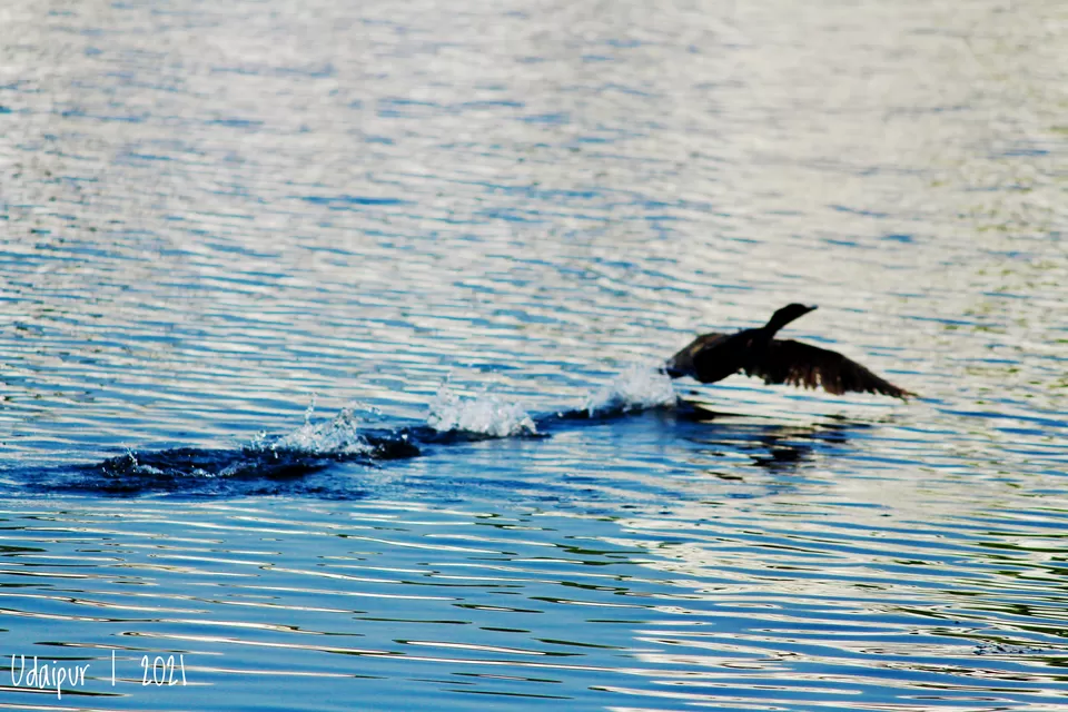 Photo of Lake Pichola, Pichola, Udaipur, Rajasthan by Arin Goswami