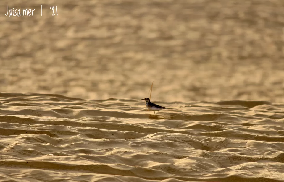 Photo of Jaisalmer - camping, dunes, history and more #TM2021 by Arin Goswami