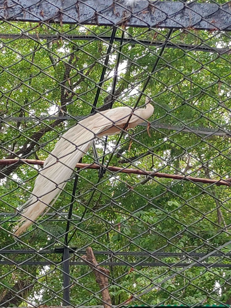 Photo of Sri Chamarajendra Zoological Gardens, Main Rd, Indira Nagar, Ittige Gudu, Mysuru, Karnataka, India by Sudhu