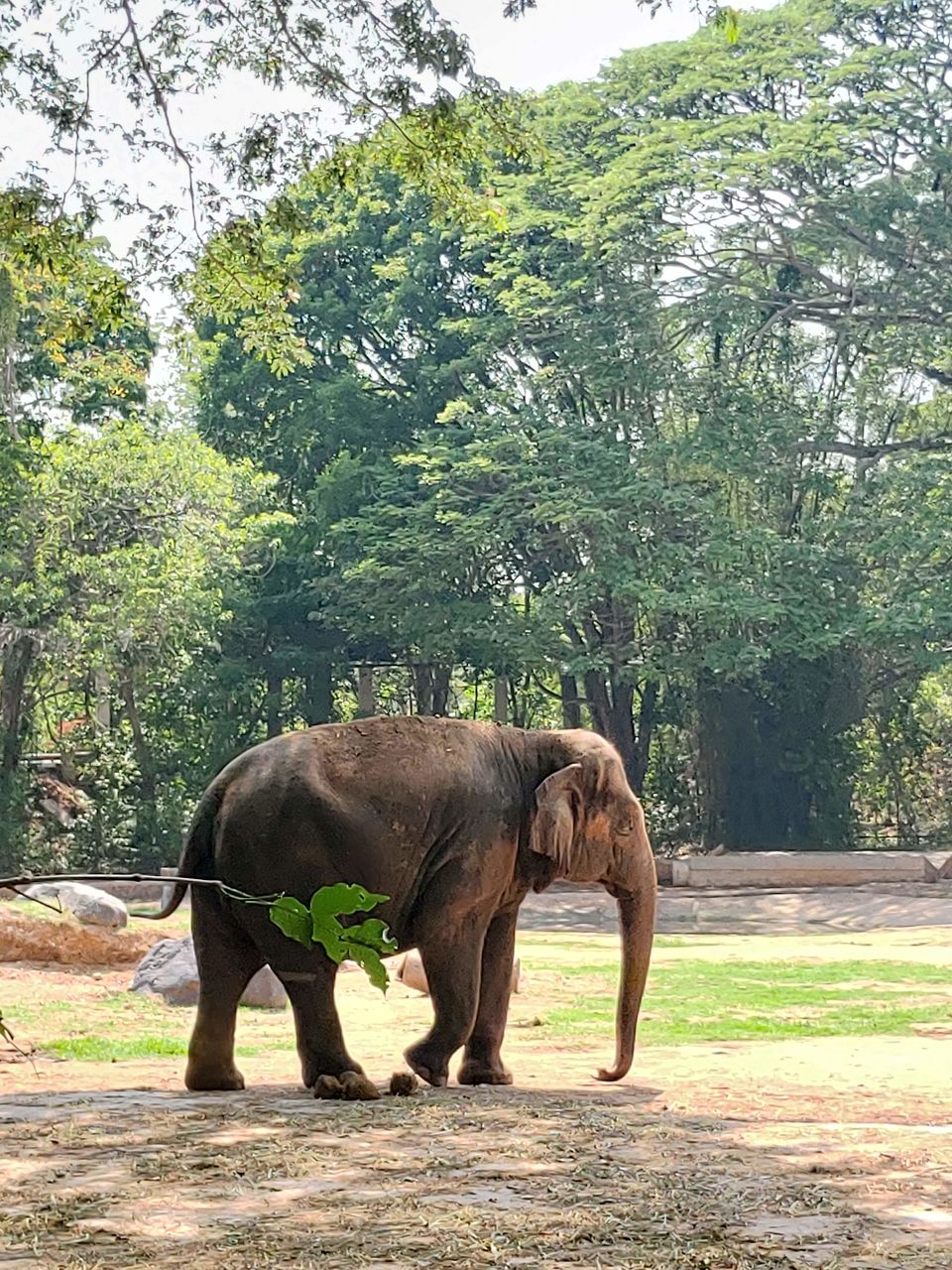 Photo of Sri Chamarajendra Zoological Gardens, Main Rd, Indira Nagar, Ittige Gudu, Mysuru, Karnataka, India by Sudhu
