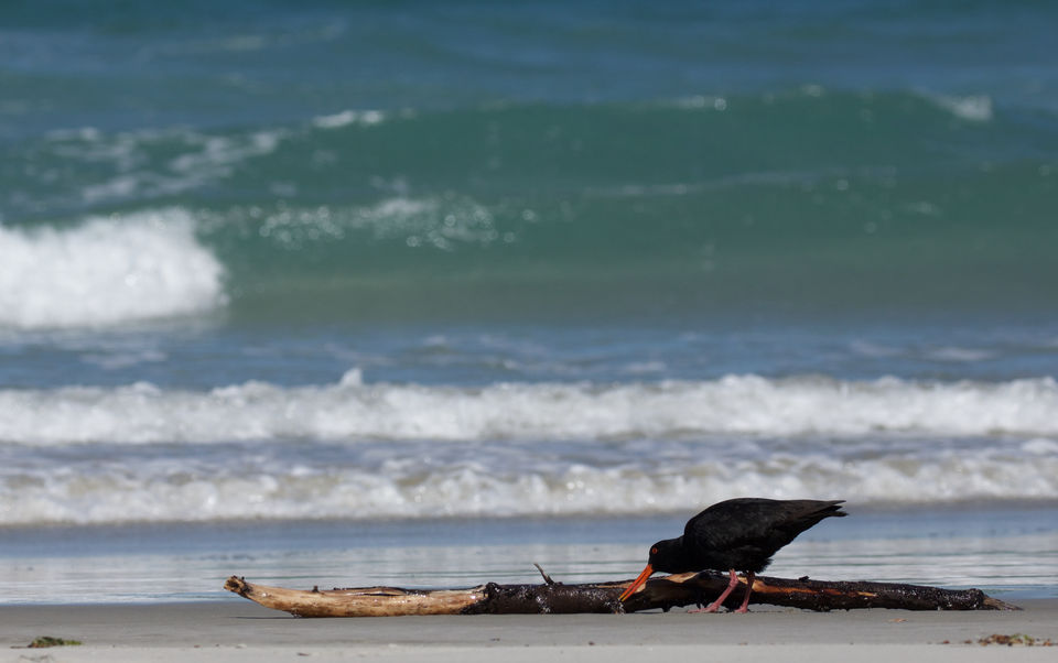 Photo of Victory Beach, Okia Flat, New Zealand by Karthic Ss