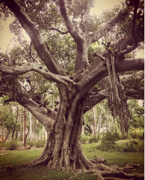 Photo of Nandi Halt, Devisettihalli, Karnataka, India by Shruthi Rao